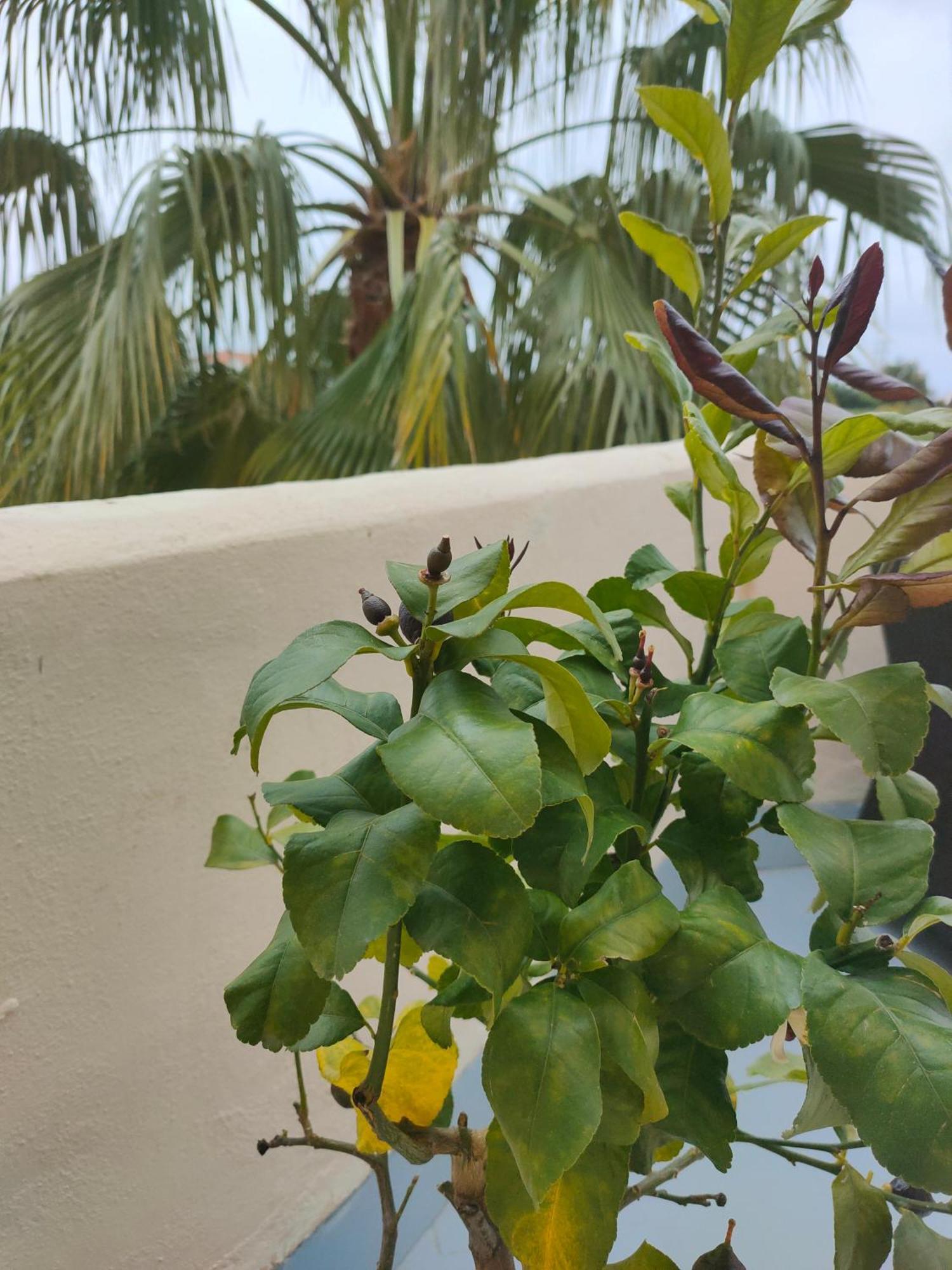 Apartamento Sea View *